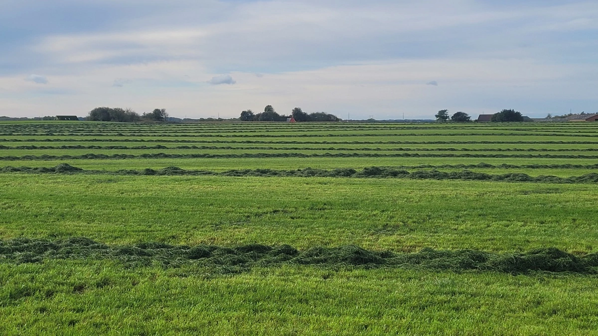 Der er stadig ekstra støtte til græs