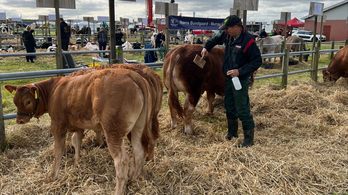 Køer og heste deles den 6. og 7. juni om bommene på Lemvig Flyveplads. (Foto: Erik Poulsen)