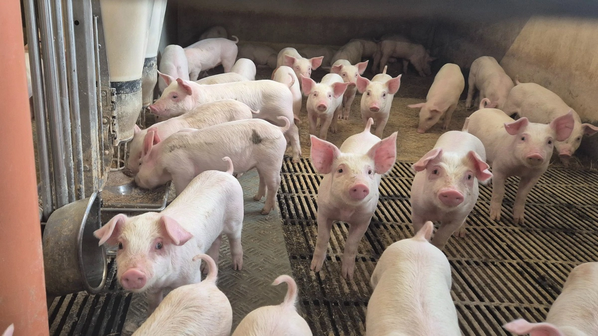 Arkivfoto: Tenna Bang