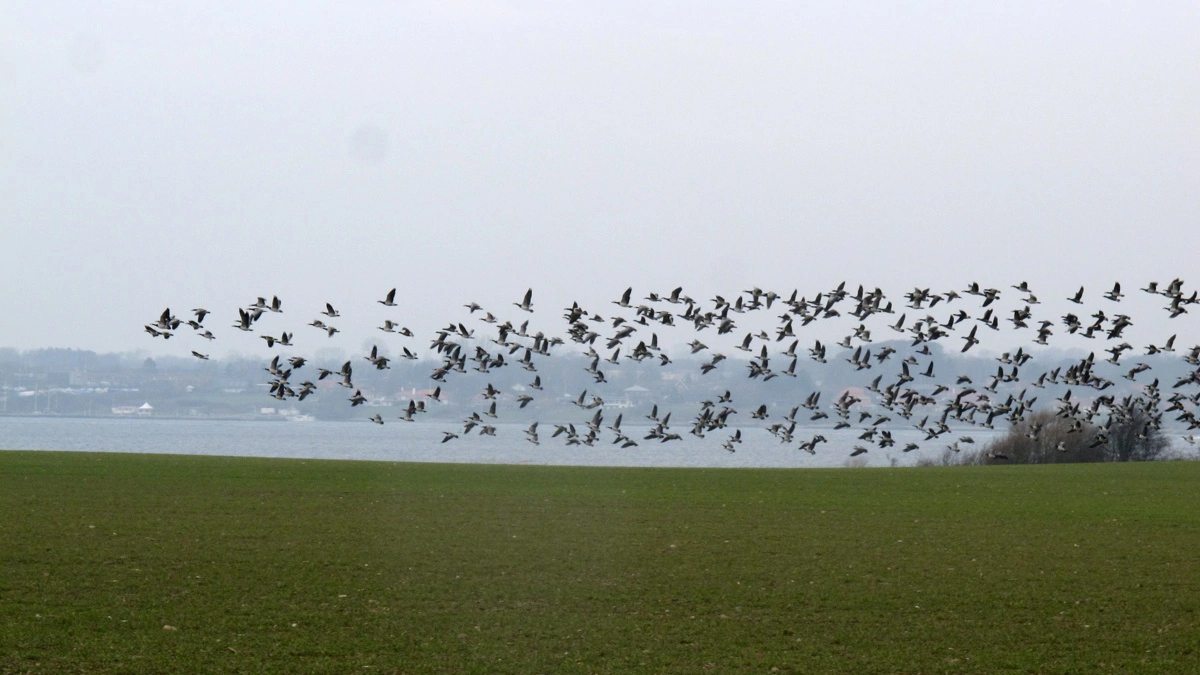 Mens man må regulere bramgæs i løbet af året, har landmænd ikke samme mulighed over for grågæs, og det skaber problemer. Arkivfoto: Camilla Bønløkke