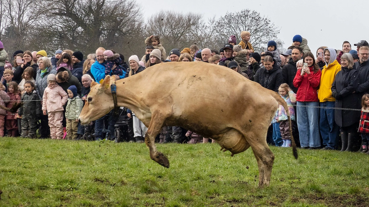 Økodag er altid et hit for publikum, og i år var ingen undtagelse. Foto: Claus Haagensen/Mejeriforeningen