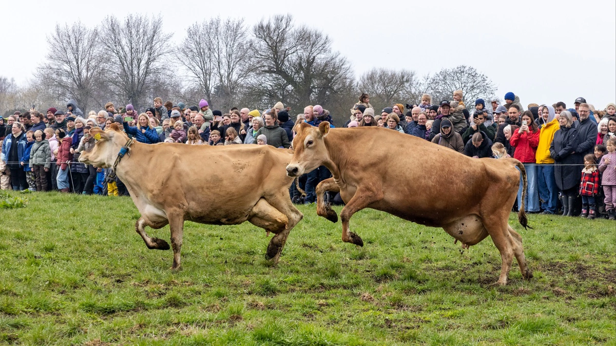 I år lagde 38 økologiske bedrifter hus til Økodagen. Foto: Claus Haagensen/Mejeriforeningen