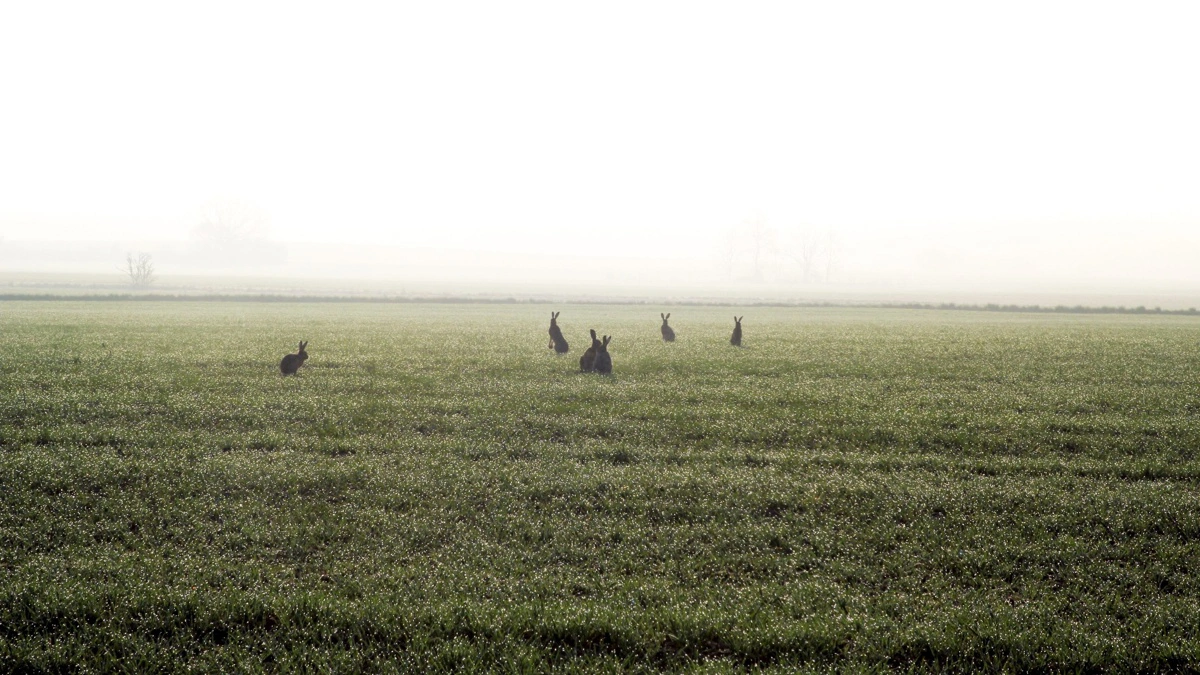 Det, man skal gøre for at forebygge smitte med brucellose i besætningerne på friland, det er, ifølge dyrlæge Mette Gade, at holde harerne ude, så de ikke får kontakt med grisene. Arkivfoto