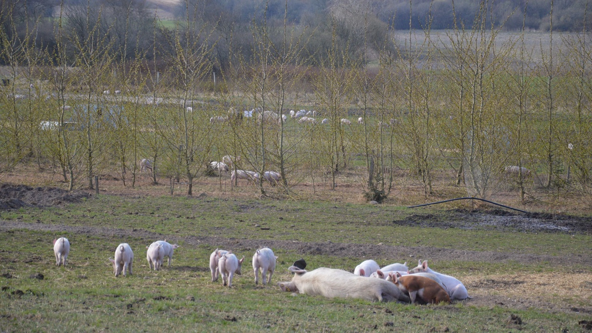 - Vi ved jo, at harebestanden i det midtjyske huser den her brucella – i hvert fald nogen af dem, så det gælder om at gøre en indsats for at få de harer holdt ude af jeres faremarker, lød opfordringen fra Mette Gade. Arkivfoto: Camilla Bønløkke