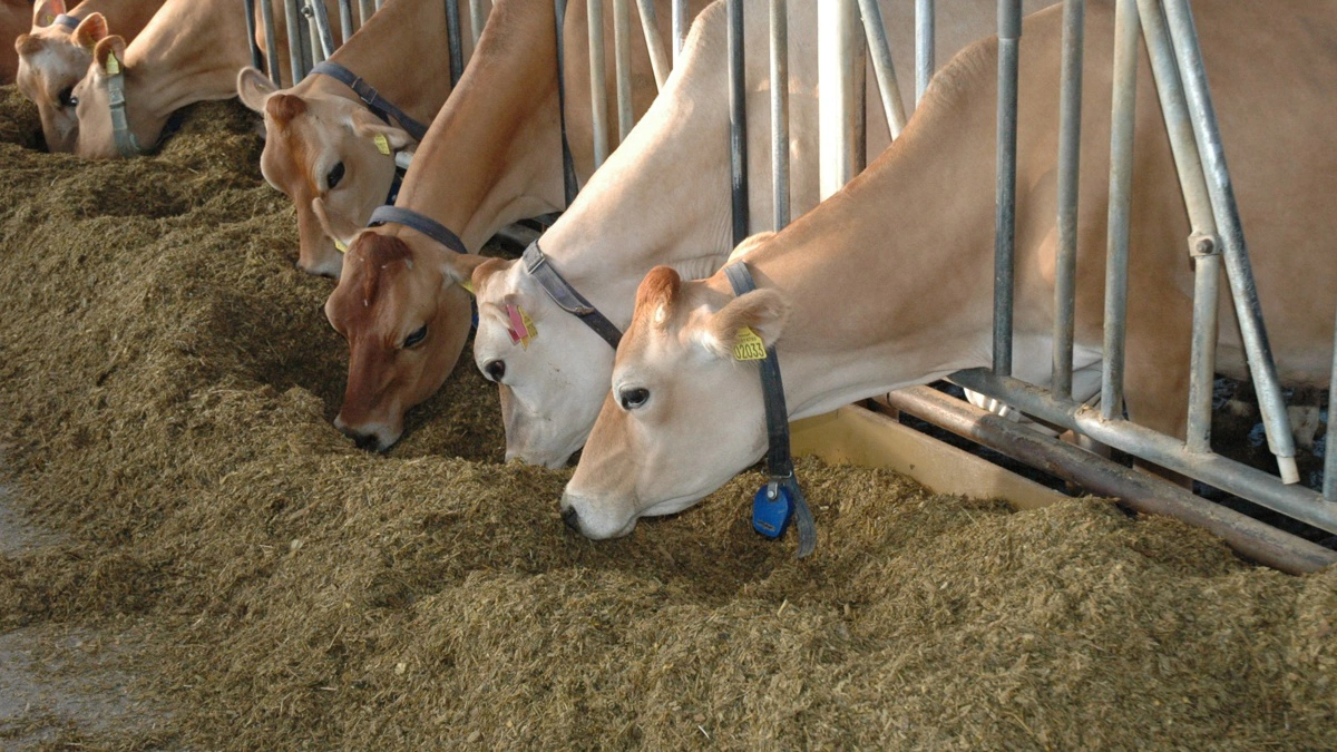 Varmedannelse i fuldfoderet kan være en udfordring i sommerperioden. Arkivfoto