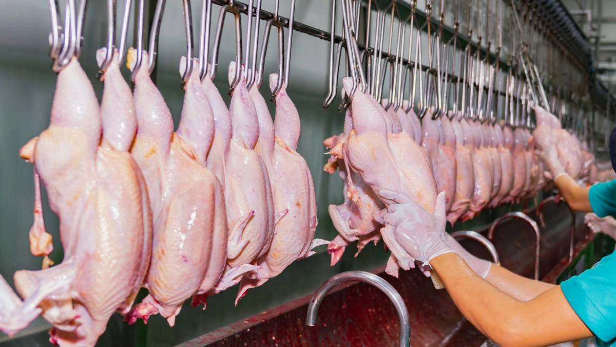 Selvom forbruget af fjerkrækød i Tyskland har nået et rekordhøjt niveau, så spises der stadig mest svinekød. Foto: Colourbox