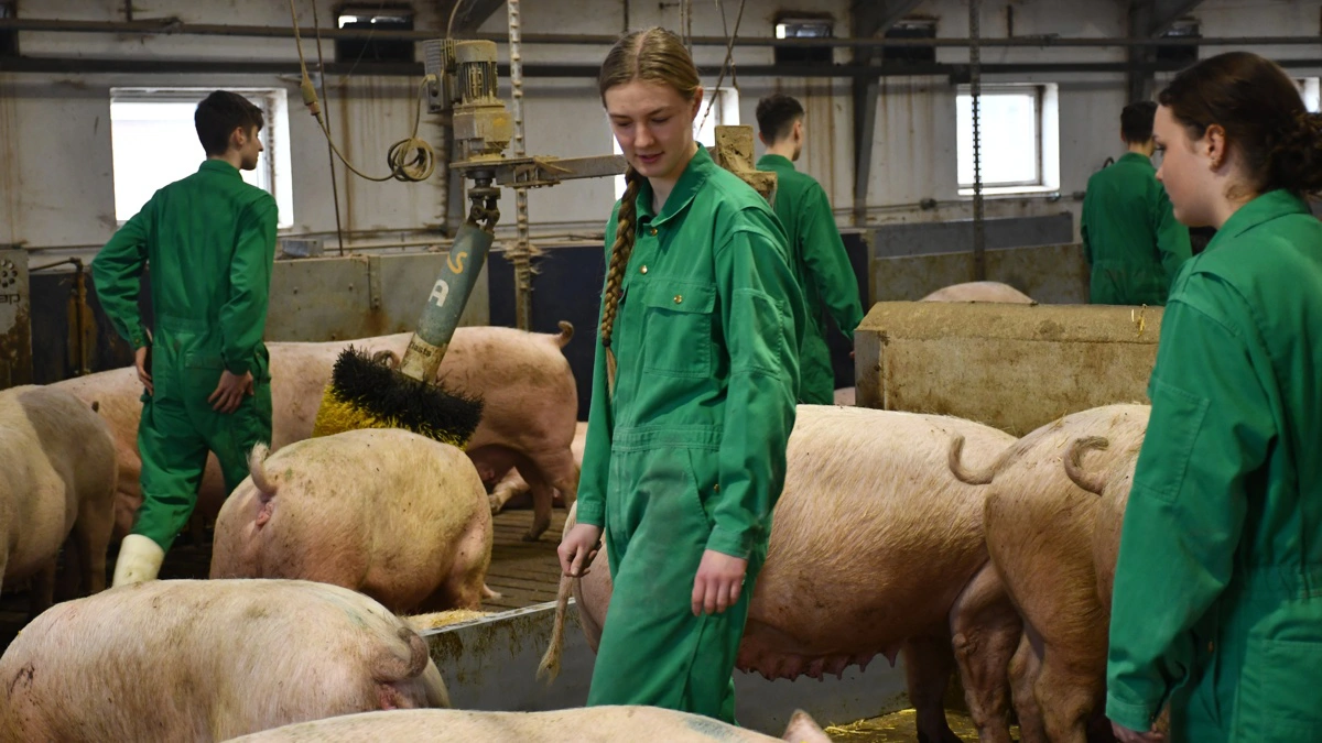 På Gråsten Landbrugsskole foregår undervisningen ikke kun i klasselokalet. Eleverne er også med i den daglige drift i stalden. Fotos: Camilla Bønløkke