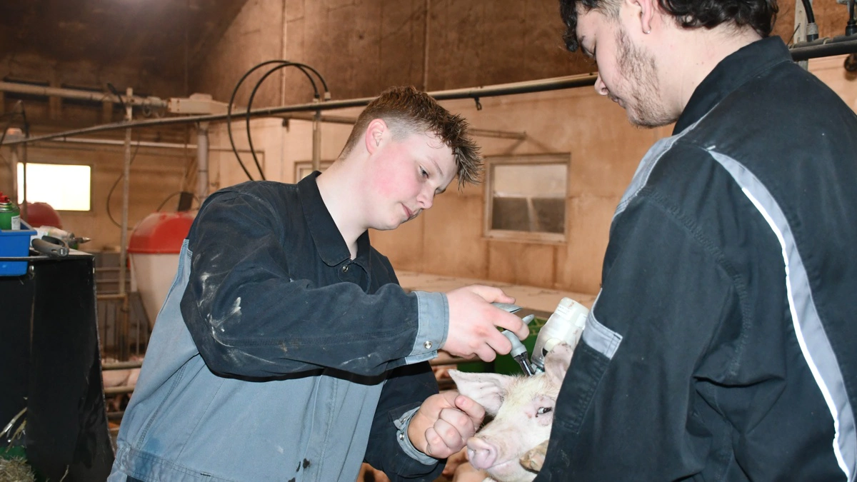 Alle elever får medicinhåndteringskursus i andet halvår på skolen, og i stalden er de med til at behandle grisene.