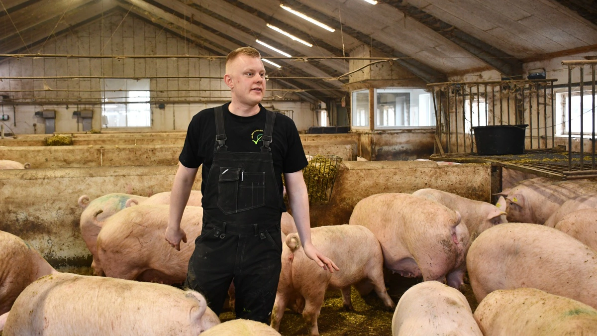 - Dem, der virkelig har interessen for grisene, fylder vi også på med læring. Det kan vi kun, hvis vi selv har en passion for grise, påpeger underviser Nicklas Jepsen.