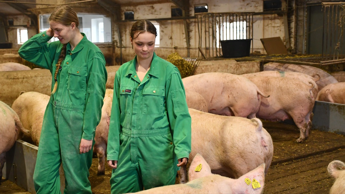 I skolelandbruget på Gråsten Landbrugsskole indgår eleverne i et weekendskift, hvor to af skolens elever er med i stalden om lørdagen og to andre elever er med i stalden om søndagen.