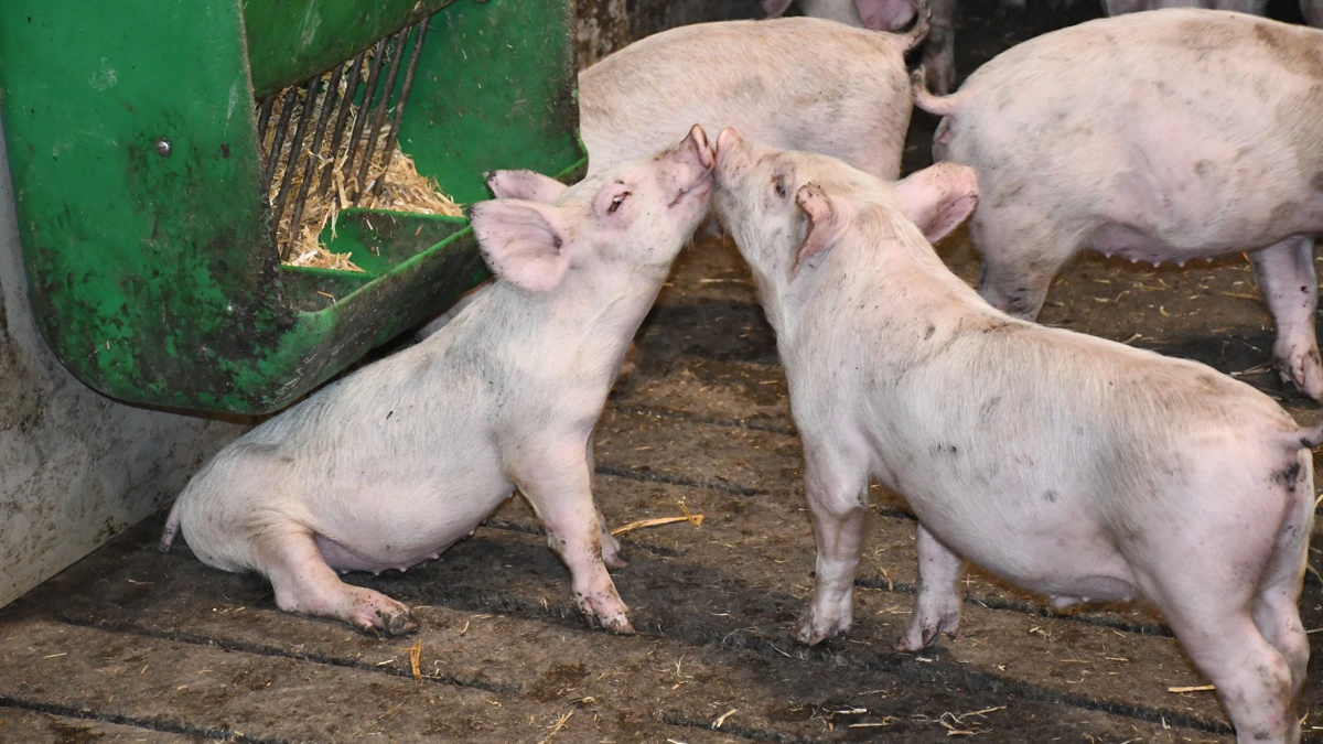 På Gråsten Landbrugsskole er der en årlig produktion af cirka 12.800 smågrise.