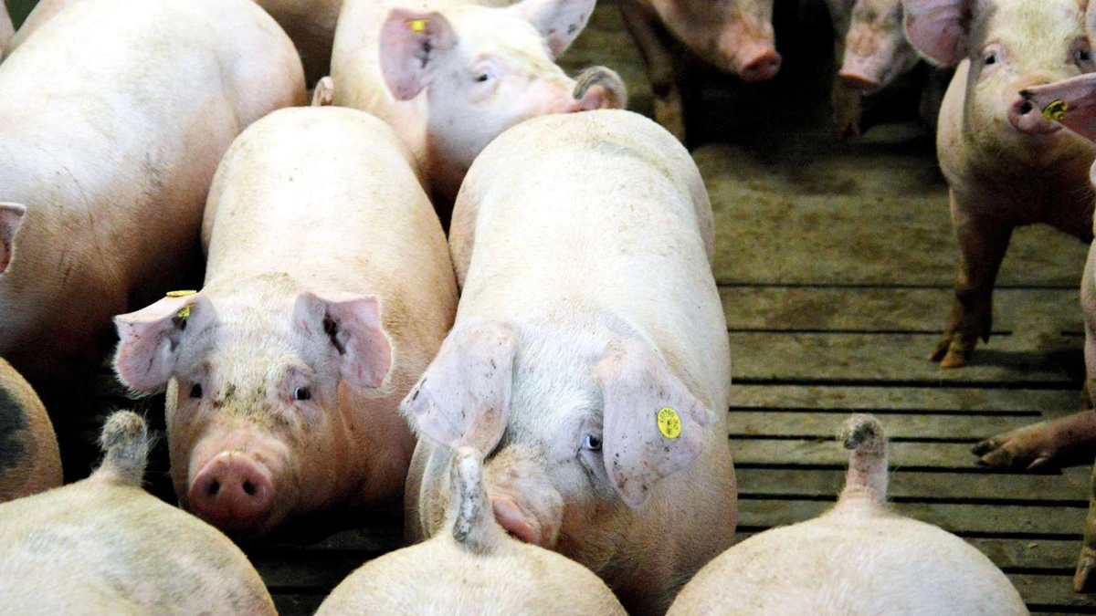 Arkivfoto: Camilla Bønløkke