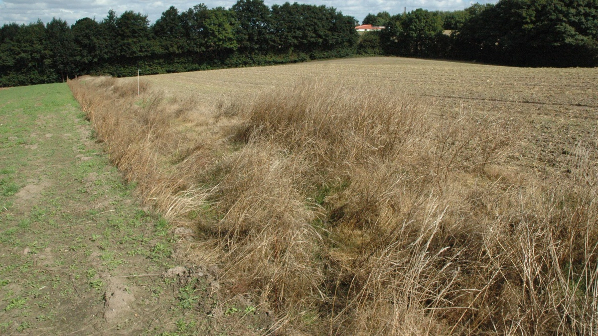 Et lovudkast lægger op til nye regler for sten- og jorddiger, hvor et digitalt kort skal danne grundlag for beskyttelsen. Arkivfoto
