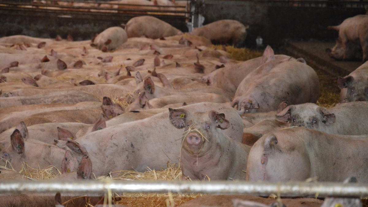 Fald i slagtesvinenotering presser thybo i konkurs efter likviditetskrise – produktionen lukker ned inden juli. Arkivfoto: Camilla Bønløkke