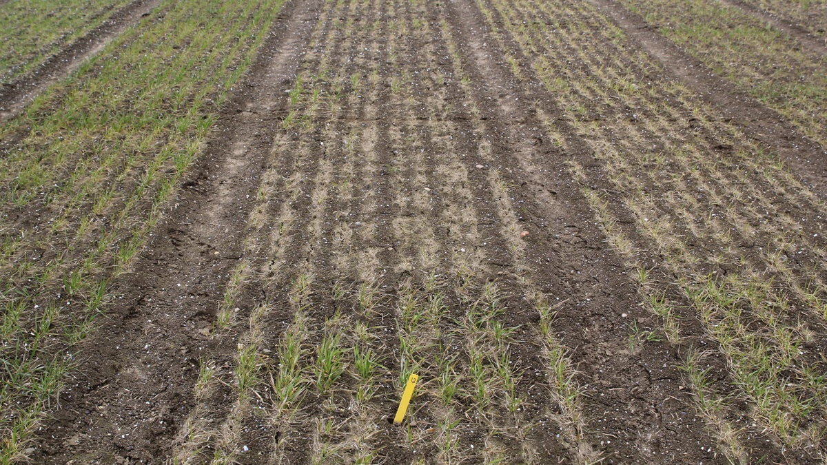 Der kan være stor forskel på, om en mark får mangan eller ej, som billedet her viser. For økologer kan forskellen i udbytter være op mod 50 procent, og derfor får økologerne nu en øget kvote for stoffet efter en tør start på året. Arkivfoto: Henriette Lemvig