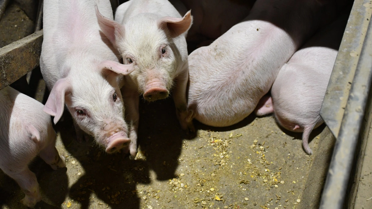 Et nyt foder har hævet fravænningsvægten i soholdet på Gråsten Landbrugsskole. Fotos: Camilla Bønløkke