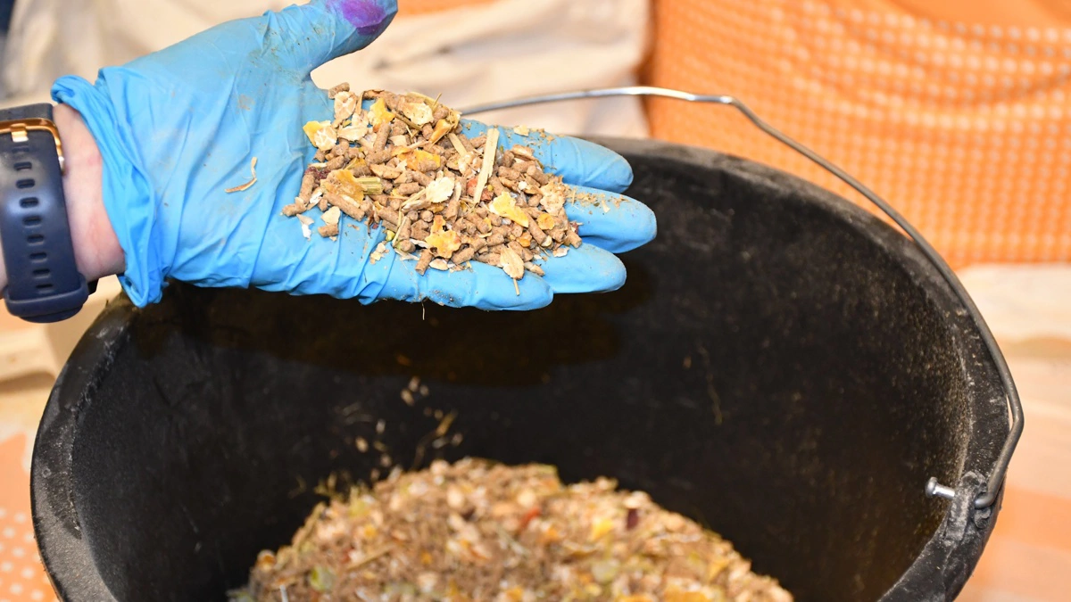 Ifølge driftsleder Henriette Hjuler er grisenes ædelyst stor, når de får Zoomfoder. 