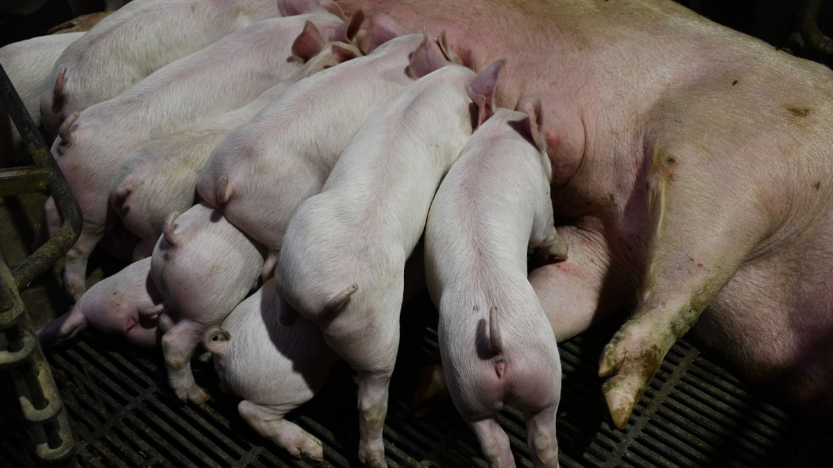 Søerne lægges ud med det antal grise, som de har patter til, og kuldene med de store grise bekræfter, at det er en strategi, der fungerer.