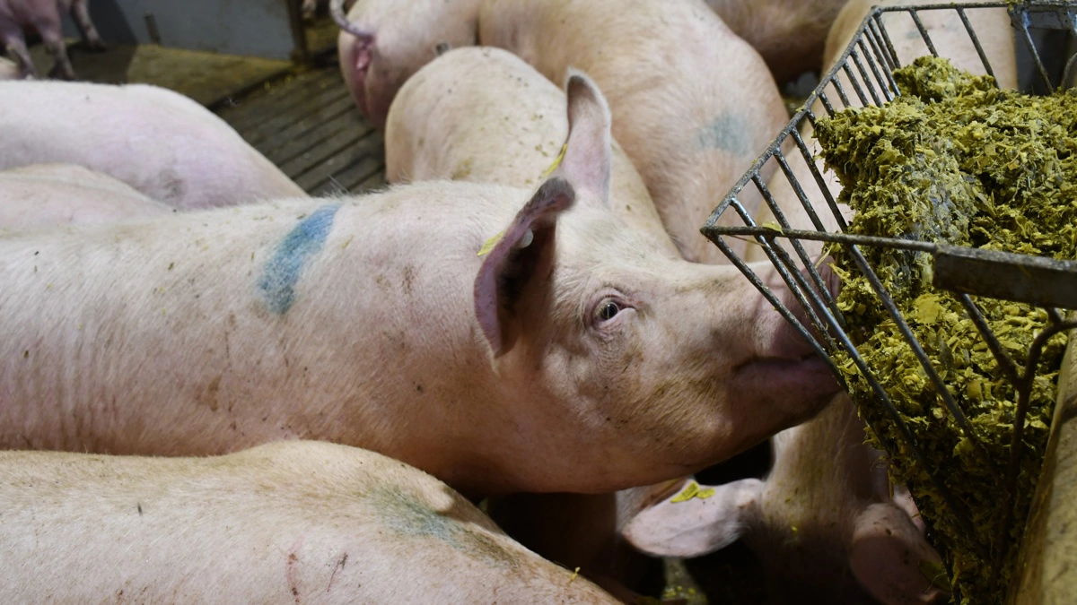 I soholdet på Gråsten Landbrugsskole har de i nogen tid tildelt majsensilage til de drægtige søer. 