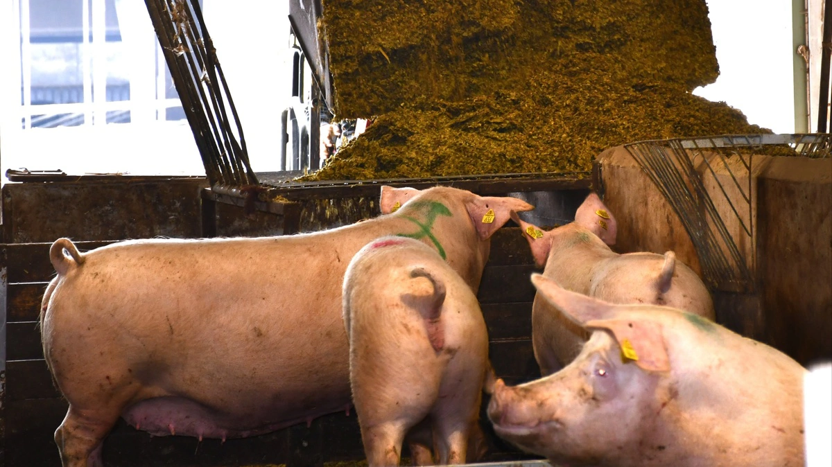 En minilæsser tipper majsen i to store hø-hække. Herfra fordeler eleverne majsen videre ud i de mindre hø-hække, der er sat op i stalden, så flere søer kan komme til.