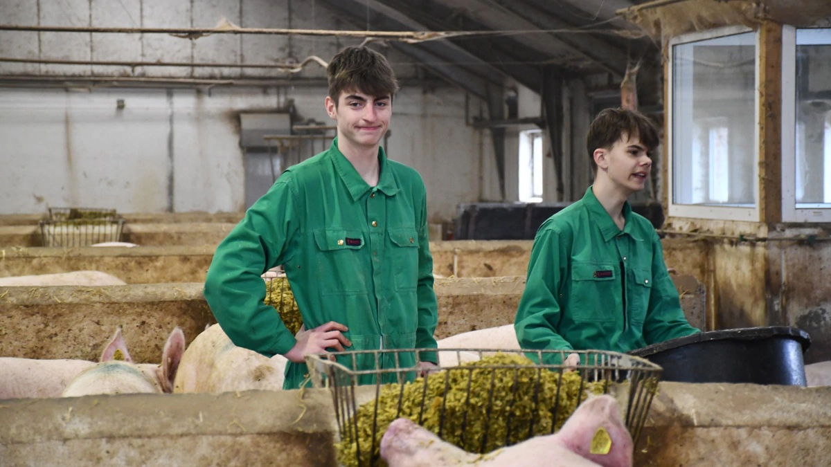 Søerne flokkes om de elever, der er blevet sat til opgaven med at fordele majsen rundt i stalden.