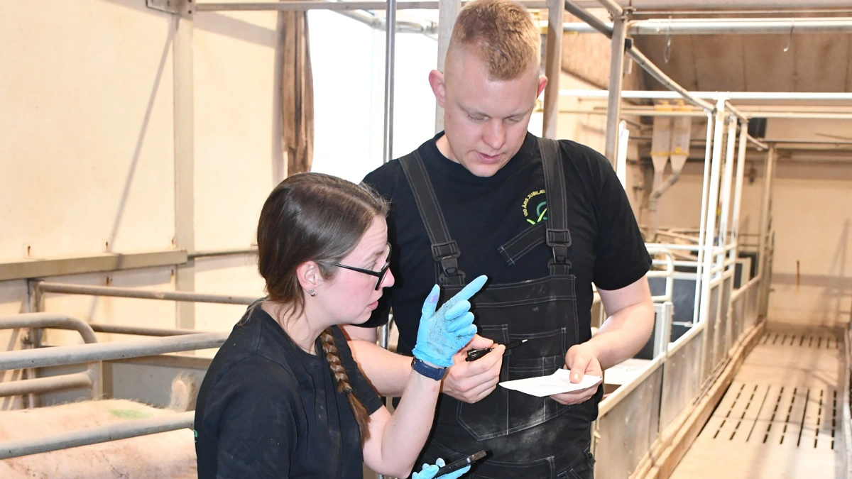 - På sigt er det meningen, at der skal tildeles majs i alle staldafsnit for en forbedret mavesundhed og som en form for beskæftigelsesmateriale, fortæller Nicklas Jepsen og Henriette Hjuler, der her ses på staldgangen i farestalden.