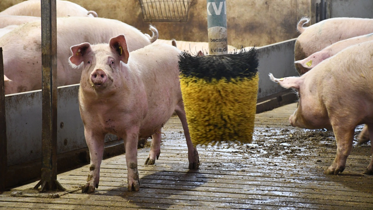 Generelt er der holdbare søer i soholdet i besætningen på skolens landbrug.