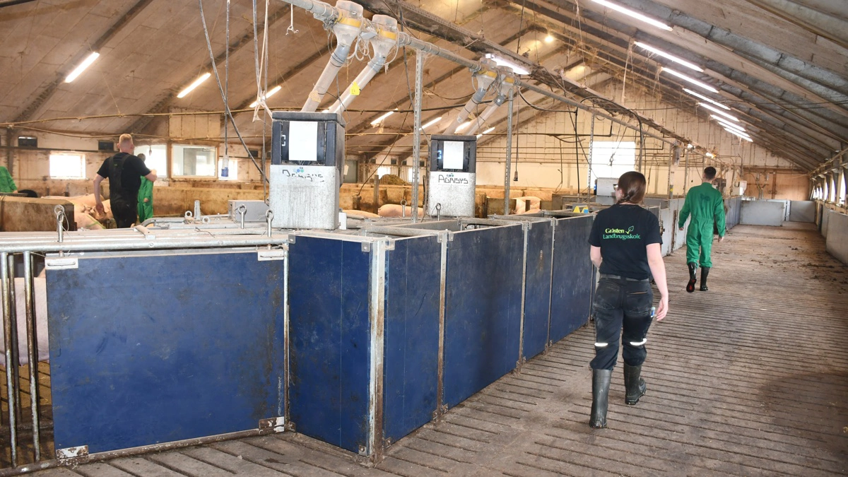 Der er transponderfodring i drægtighedsstalden.