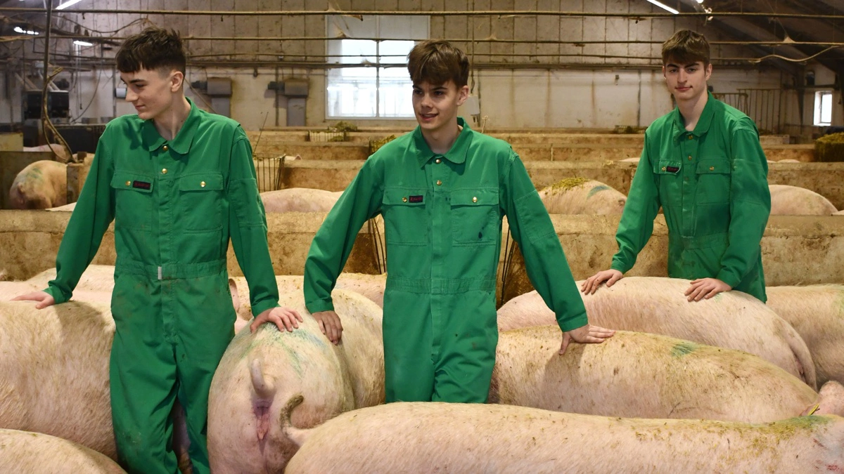 Der er i øjeblikket omkring 250 elever på skolen, hvoraf cirka 15 procent af eleverne vælger griselinjen.