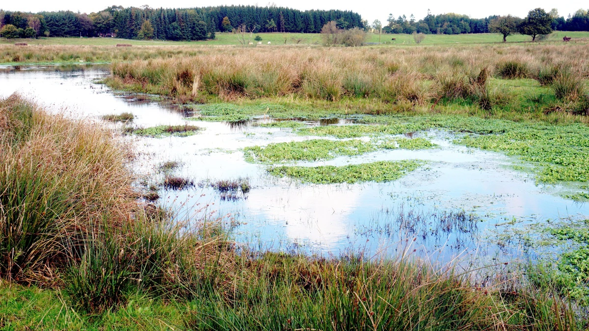 I de kommende år bliver der udsigt til flere minivådområder i Danmark. Ordningen, der administrerer støtten til de typisk 0,7 hektar store sølignende områder, har været genstand for hele 532 ansøgninger i denne omgang, oplyser SGAV. Arkivfoto