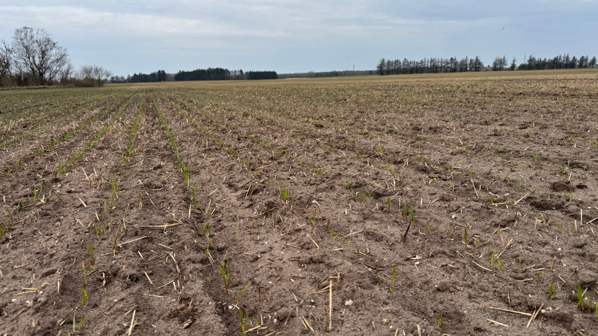Vårrug skal sås tidligt, og egner sig også til såning i november efter eksempelvis majs eller kartofler. Marken her er sået 19, marts, og det er til den sene side. Den langsomme vækst i det kolde forår vil dog resultere i et bedre rodnet, vurderer driftsleder Christian Birkbak. 