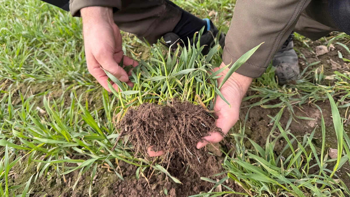 Vinterrugen sået på 25 centimeter rækkeafstand har busket sig flot, og sat et solidt rodnet, viser driftsleder Christian Birkbak. 