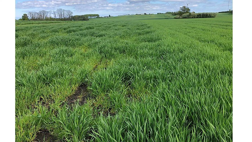 Djursland. Arkivfoto