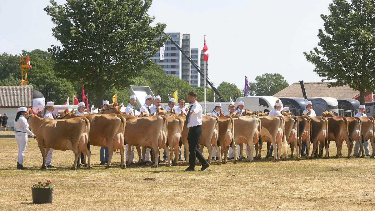 Husk tilmelding til Det fynske dyrskue. Arkivfoto