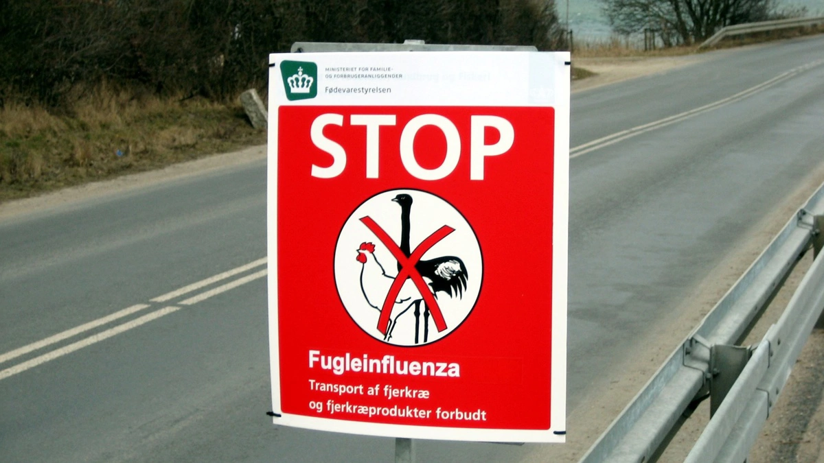 I forbindelse med udbruddet af fugleinfluenza på Falster er der oprettet en beskyttelseszone i en radius af 3 kilometer. Arkivfoto: Claus Solhøj