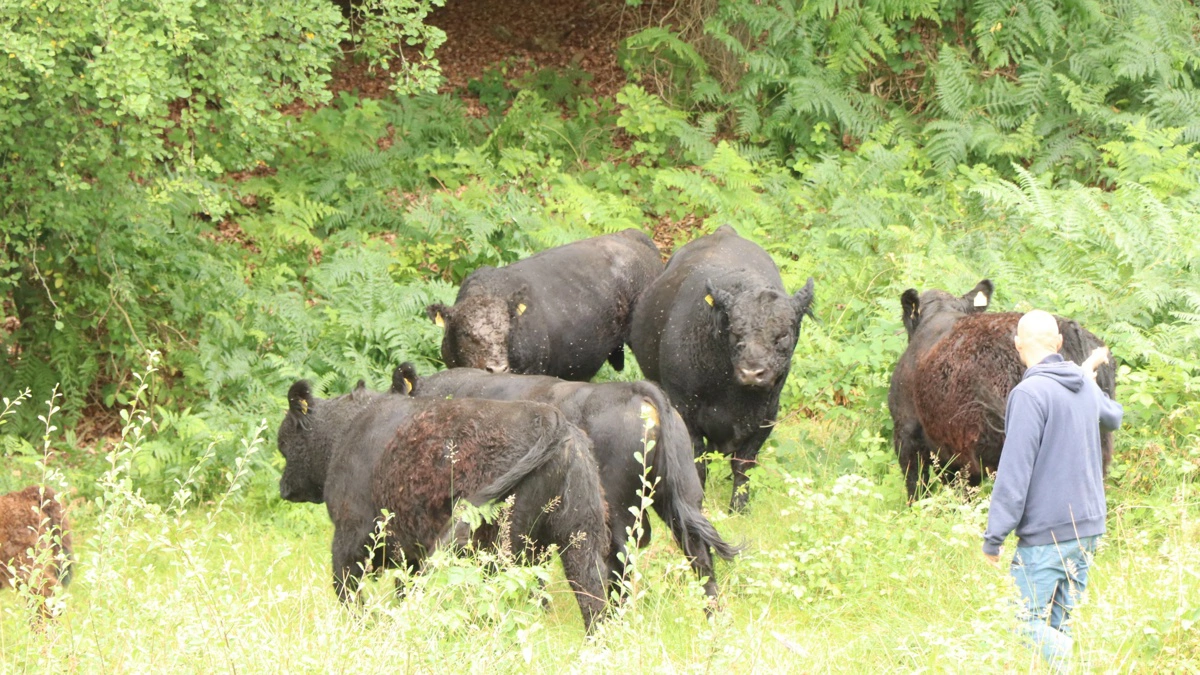 Hempel Fonden har overtaget Molslaboratoriet og sat ind med akut fodring og tættere kontrol - ifølge fonden for at rette op på dyrevelfærden for heste og kvæg. Fotoet har ikke noget konkret med overtagelsen at gøre. Arkivfoto: Øxenholt Foto