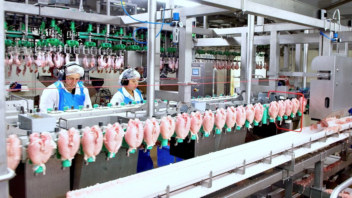 Rose Poultry vender underskud til overskud i 2025 drevet af vækst, investeringer og lavere renter. Arkivfoto