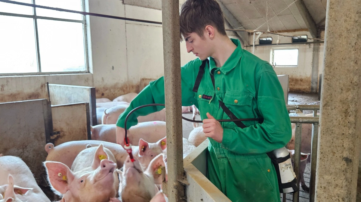 - Jeg kan godt være nervøs for, hvor dansk griseproduktion er på vej hen om for eksempel 20 år. Særligt efter det her folketingsvalg, der fylder det ret meget, lyder det fra Mikkel Hansen, der her giver æblejuice til poltene, så de trænes til tildelingen af Altresyn.