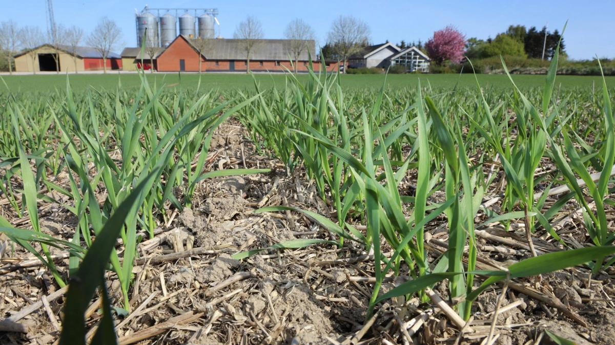 Afgrøderester holder på jorden, når der ikke er pløjet, fremhæver FRDK. Foto: FRDK