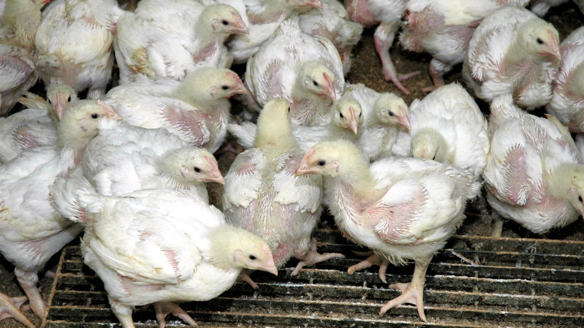 Byrådet i Greve Kommune skal nu tage endelig stilling til indstillingen om at udfase de såkaldte turbokyllinger. Arkivfoto: Morten Ipsen