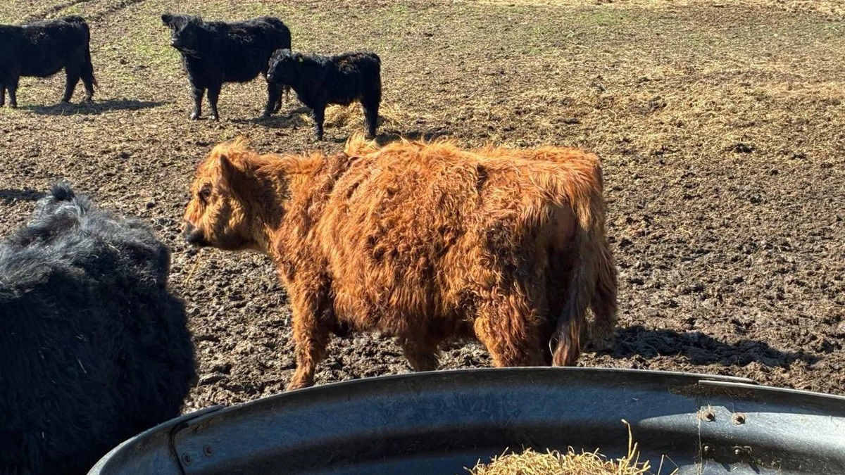 Nogle af de kreaturer, der er blevet fjernet fra Molslaboratoriet, er blevet foræret til en landmand, som nu fodrer dem. Foto anvendt med tilladelse fra Facebookgruppen »Dyrenes vel – Folkets ansvar«. 