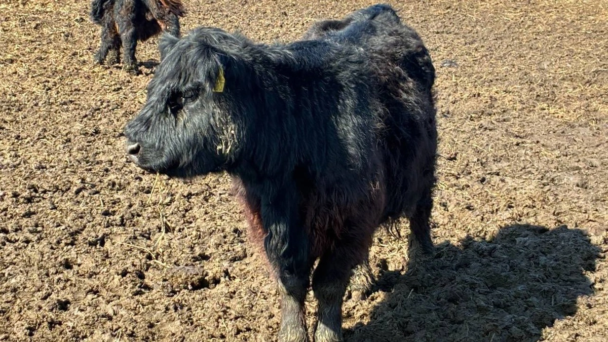 På trods af en tyk pels, springer knogler tydeligt frem på udmagrede kreaturer, der for nylig er fjernet fra Molslaboratoriet. Foto anvendt med tilladelse fra Facebookgruppen »Dyrenes vel – Folkets ansvar«.