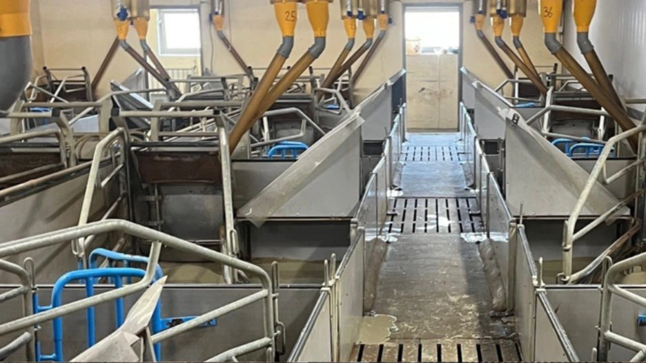 Nogle af de renoverede farestier hos svineproducent Jens Michaelsen. PR-Fotos