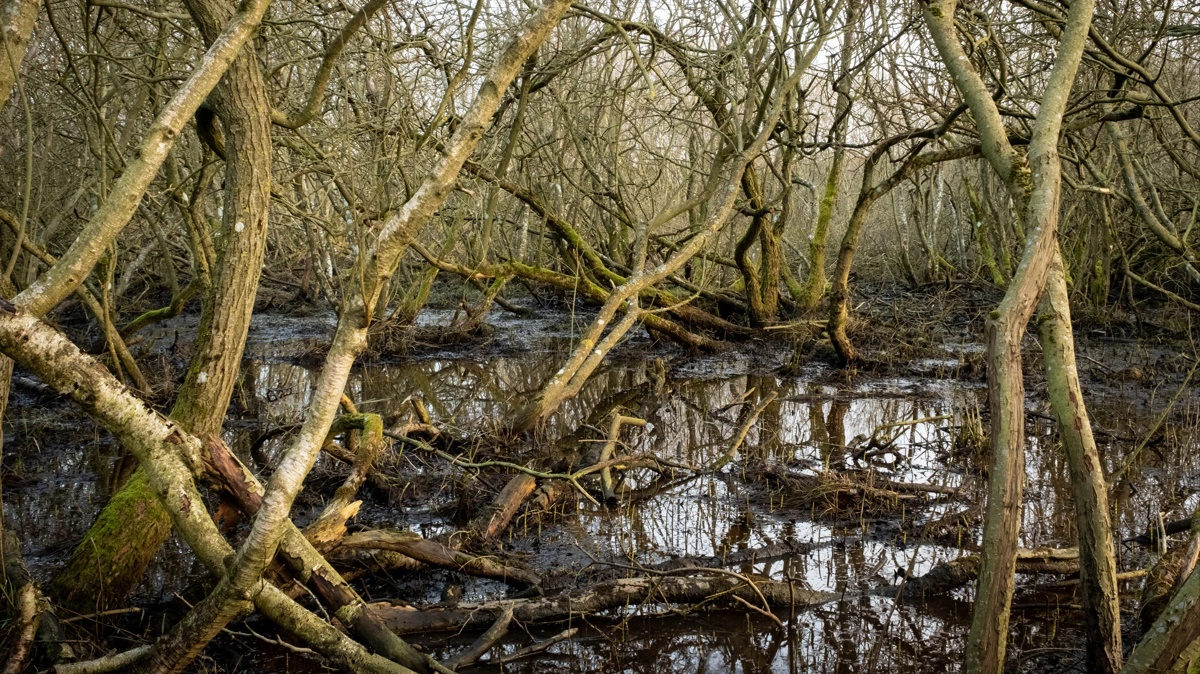 Sumpskovsfiltre kombinerer vandrensning, træplantning og naturgevinster i ét virkemiddel. Foto: Emil Skole Læsøe