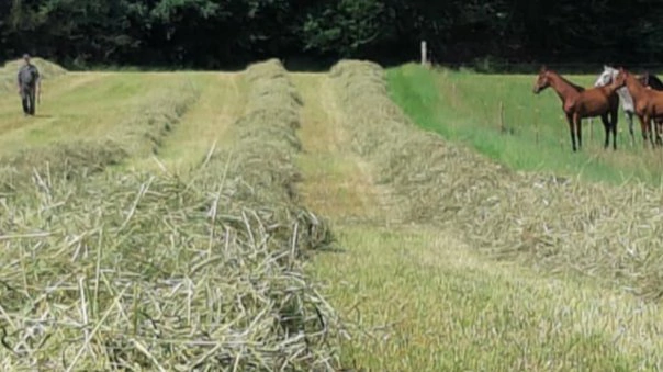 Hestens behov kan være svære at imødekomme på mange folde. Foto: Lene Gadgaard