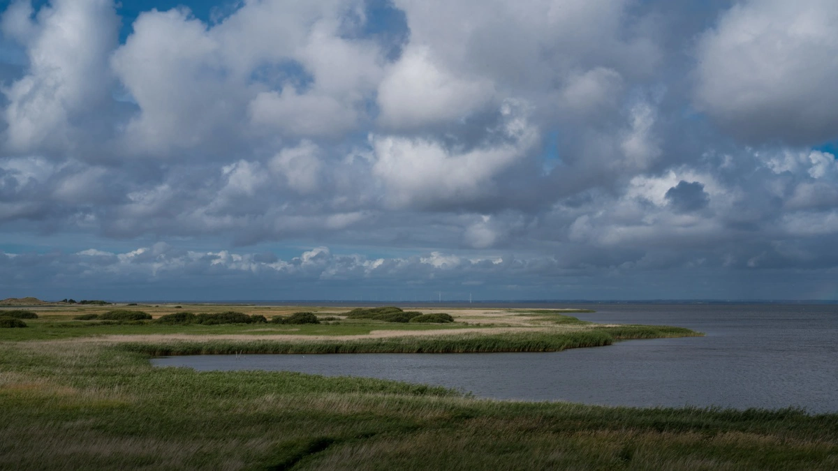 En stor del af trepartsindsatsen i Ringkøbing-Skjern Kommune er baseret på lavbundsprojekter, der skal være med til at sikre god økologisk tilstand i Ringkøbing Fjord. Arkivfoto