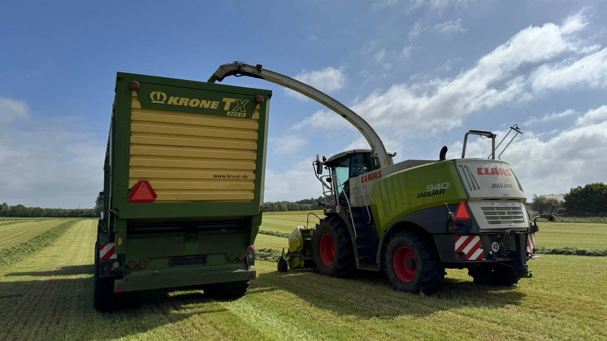Det tidligste første slæt i 2025 var mange steder så sukkerholdigt, at snitterne var hårdt på arbejde for at tygge det. Foto: Kasper Stougård 