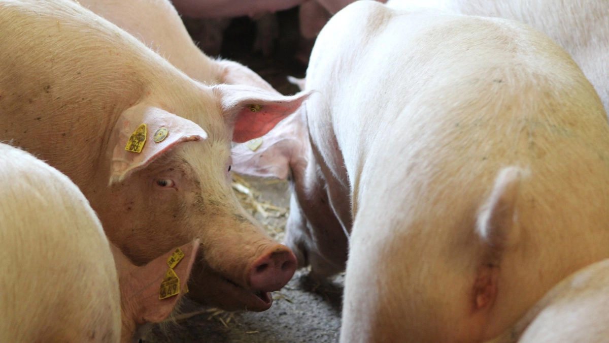 Import presser priserne i Rumænien, svineproducenter taber penge og op mod halvdelen af landmændene risikerer lukning. Arkivfoto