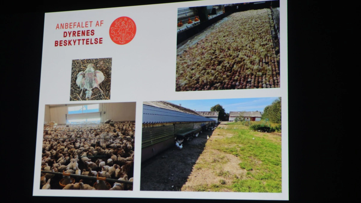 »Dyrenes Detektiv«, Stefan Leander, giver ikke meget for Dyrenes Beskyttelses anbefaling af hverken økologisk hønsehold eller kyllingeproduktion. Derfor vil han fortsætte en mod-kampagne, han allerede har startet så småt. 