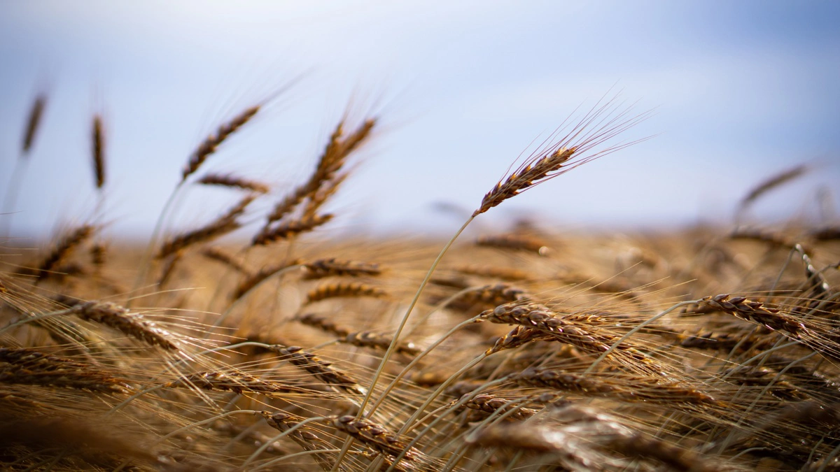 Stærk euro og gode høstudsigter presser hvedepriserne, mens vejret fortsat kan vende markedet hurtigt. Arkivfoto: Daniel Barber